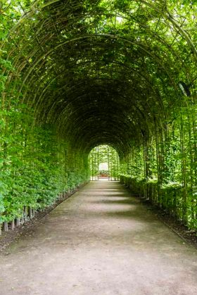 Alnwick Garden, Beech Tunnel